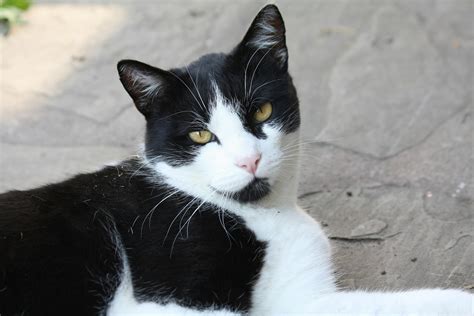 Cats with black and white. Things To Know About Cats with black and white. 